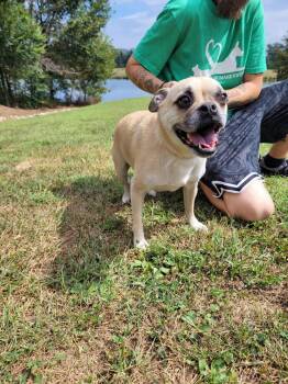 Baby -  Pug Dog for Adoption in Linton, Indiana - Baby | PetCurious