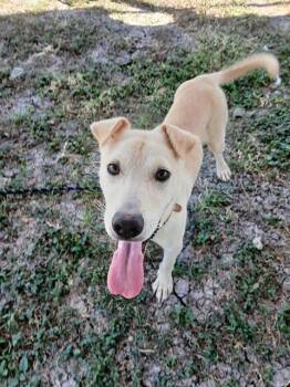 BIGGIE -  Labrador Retriever Dog for Adoption in Corpus Christi, Texas - BIGGIE | PetCurious