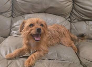 Noah -  Yorkshire Terrier and Norwich Terrier Dog for Adoption in Manvel, Texas - Noah | PetCurious