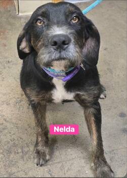 Nelda -  Poodle Dog for Adoption in Alexander, Arkansas - Nelda | PetCurious