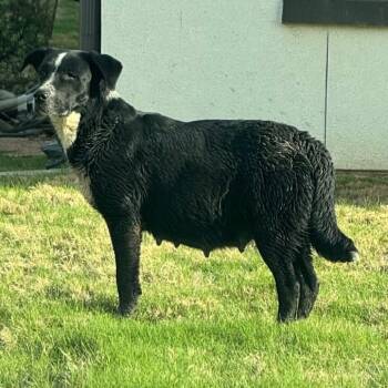 Border Collie and Labrador Retriever Dogs Available for Adoption - Vireya | PetCurious