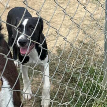 Jett -  Labrador Retriever Dog for Adoption in West Point, Mississippi - Jett | PetCurious