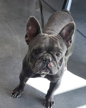 Pen 214  Ferb -  French Bulldog Dog for Adoption in Lawrenceville, Georgia - Pen 214  Ferb | PetCurious