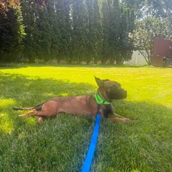 Sundrop -  Mixed Breed Dog for Adoption in Dekalb, Illinois - Sundrop | PetCurious