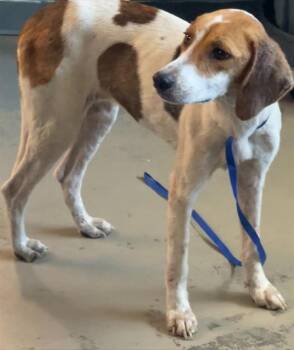 Treeing Walker Coonhound and Mixed Breed Dogs Available for Adoption in Tallahassee, Florida - KACEY | PetCurious