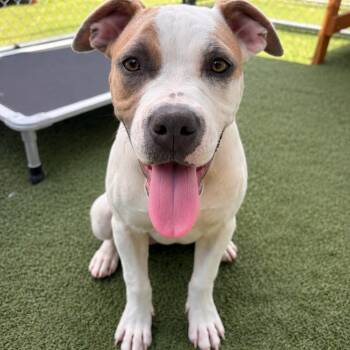 Mojo -  Pit Bull Terrier Dog for Adoption in Long Beach, California - Mojo | PetCurious