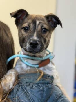 Australian Cattle Dog Blue Heeler and Shepherd Dogs Available for Adoption in Leverett, Massachusetts - Natalie (FOSTERED LOCALLY) | PetCurious