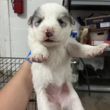 Paris -  Spitz and Mixed Breed Dog for Adoption in Edinburg, Texas - Paris | PetCurious