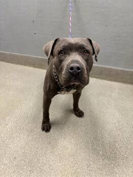 KINGSTON -  Pit Bull Terrier Dog for Adoption in Las Vegas, Nevada - KINGSTON | PetCurious