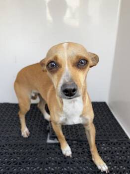 PRINCESS -  Chihuahua and Mixed Breed Dog for Adoption in El Paso, Texas - PRINCESS | PetCurious