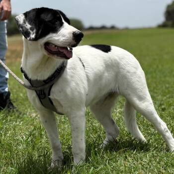 Diva -  English Pointer Dog for Adoption in Harlingen, Texas - Diva | PetCurious