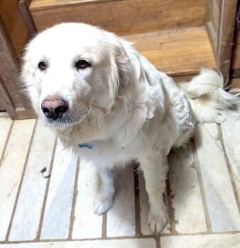Molly Mermaid -  Great Pyrenees Dog for Adoption in Andover, Massachusetts - Molly Mermaid | PetCurious