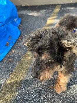 WYLIE -  Schnauzer and Mixed Breed Dog for Adoption in Doral, Florida - WYLIE | PetCurious