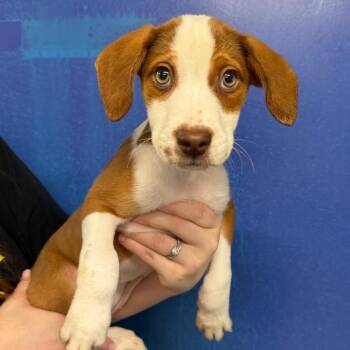 CT Yuni -  Hound and Mixed Breed Dog for Adoption in Stormville, New York - CT Yuni | PetCurious