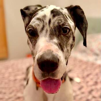 Great Dane Dogs Available for Adoption in Citrus Heights, California - Miso | PetCurious