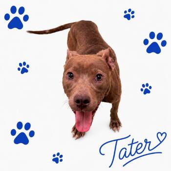 Tater -  Mixed Breed Dog for Adoption in Memphis, Tennessee - Tater | PetCurious