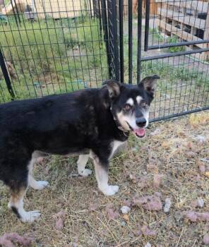 Rescue Finnish Lapphund Dogs for Adoption in Powell Butte, Oregon - Clementine | PetCurious