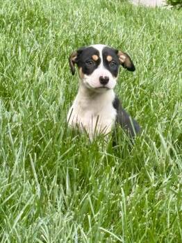 Wallen -  Pit Bull Terrier Dog Available for Adoption in Barnhart, Missouri - Wallen | PetCurious