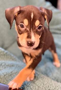 Labrador Retriever and Terrier Dogs Available for Adoption in Urbandale, Iowa - Elliot | PetCurious