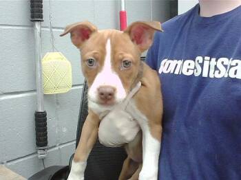 Labrador Retriever and Mixed Breed Dogs Available for Adoption in Omaha, Nebraska - SWISS ROLL | PetCurious