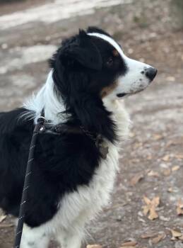 Australian Shepherd Dogs Available for Adoption in Dalworthington Gardens, Texas - Ricochet/Goose/Jax | PetCurious
