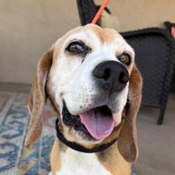 Bearclaw -  Beagle Dog for Adoption in Ramona, California - Bearclaw | PetCurious