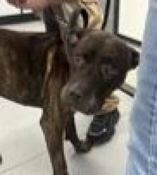 Rescue Mixed Breed Dogs for Adoption in West Chester, Pennsylvania - Bones | PetCurious