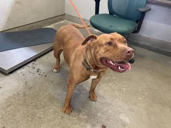 THALLI -  Pit Bull Terrier Dog for Adoption in Camarillo, California - THALLI | PetCurious