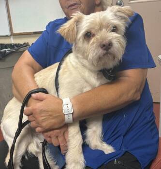 Debo -  Shih Tzu and Jack Russell Terrier Dog for Adoption in Salisbury, Maryland - Debo | PetCurious