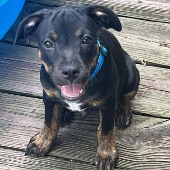 Rescue Labrador Retriever Dogs for Adoption in Grand Bay, Alabama - Rover | PetCurious