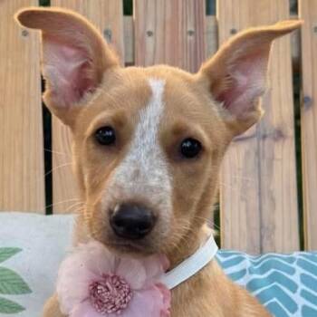Mary Lou (20260815-01) -  Cattle Dog Dog for Adoption in Niagara Falls, Ontario - Mary Lou (20260815-01) | PetCurious