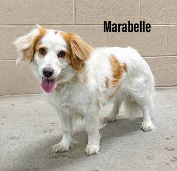 Brittany Spaniel and Corgi Dogs Available for Adoption in Clearfield, Kentucky - Marabelle | PetCurious