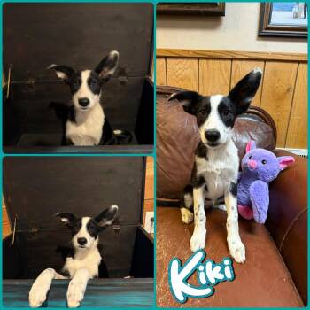 Kiki -  Border Collie Dog for Adoption in Idaho Falls, Idaho - Kiki | PetCurious