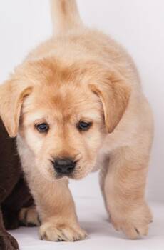 Labrador Retriever Dogs Available for Adoption - Snow White | PetCurious