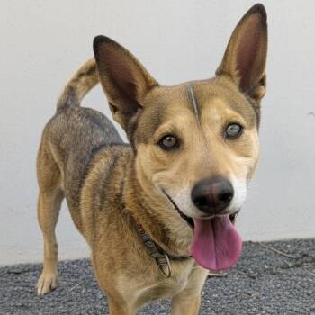 Shepherd Dogs Available for Adoption in Aurora, Nebraska - Toby | PetCurious