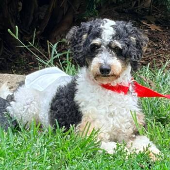 Nelson -  Miniature Poodle Dog for Adoption in Cincinnati, Ohio - Nelson | PetCurious