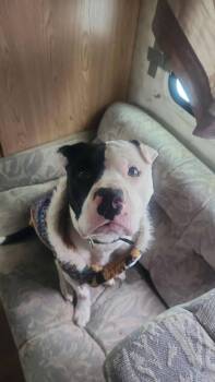 Shar Pei Dogs Available for Adoption - Odin | PetCurious