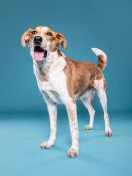 Australian Cattle Dog Blue Heeler and Mixed Breed Dogs Available for Adoption - Dexter | PetCurious