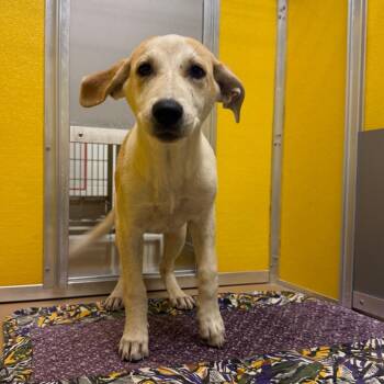 Sailor -  Labrador Retriever and Mixed Breed Dog for Adoption in Norman, Oklahoma - Sailor | PetCurious
