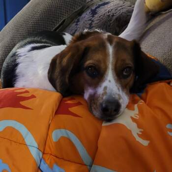 Winston -  Beagle Dog for Adoption in Melbourne, Kentucky - Winston | PetCurious