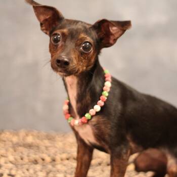 Chihuahua Dogs Available for Adoption in Yukon, Oklahoma - Chickpea | PetCurious