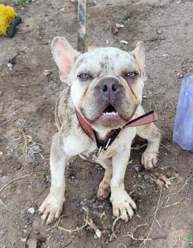 BENJI -  French Bulldog Dog for Adoption in San Antonio, Texas - BENJI | PetCurious