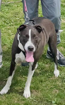 Rescue Pit Bull Terrier and Terrier Dogs for Adoption in Williamsburg, Iowa - Blu | PetCurious