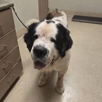 Ludwig -  Saint Bernard and Mixed Breed Dog for Adoption in Bristol, Indiana - Ludwig | PetCurious