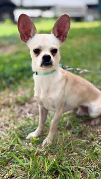 Mugsy -  Chihuahua Dog for Adoption in Boston, Massachusetts - Mugsy | PetCurious
