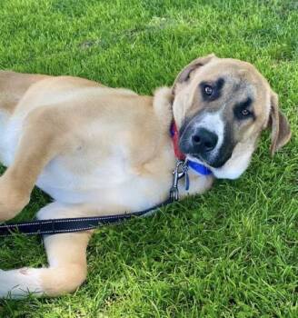 Red - LONGTIME RESIDENT -  Great Pyrenees and Husky Dog for Adoption in Thousand Oaks, California - Red - LONGTIME RESIDENT | PetCurious