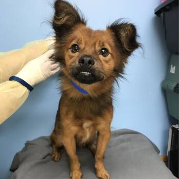 Canelo -  Spaniel and Mixed Breed Dog for Adoption in Tampa, Florida - Canelo | PetCurious