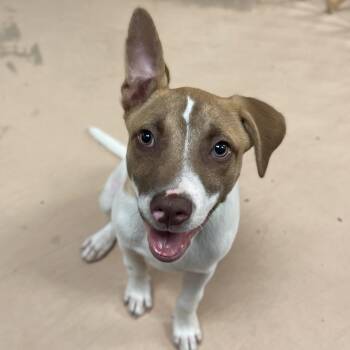 Tourmaline -  Terrier Dog for Adoption in Walden, New York - Tourmaline | PetCurious