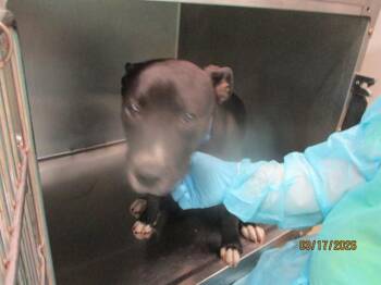 Pit Bull Terrier Dogs Available for Adoption - A471194 | PetCurious