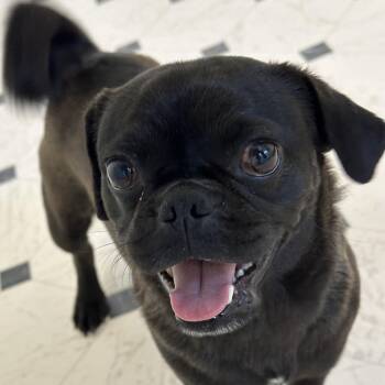 Pug Dogs Available for Adoption in Yucaipa, California - Wanda | PetCurious